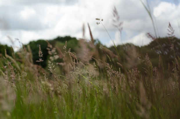 Bird Watching on Hatherleigh Moor