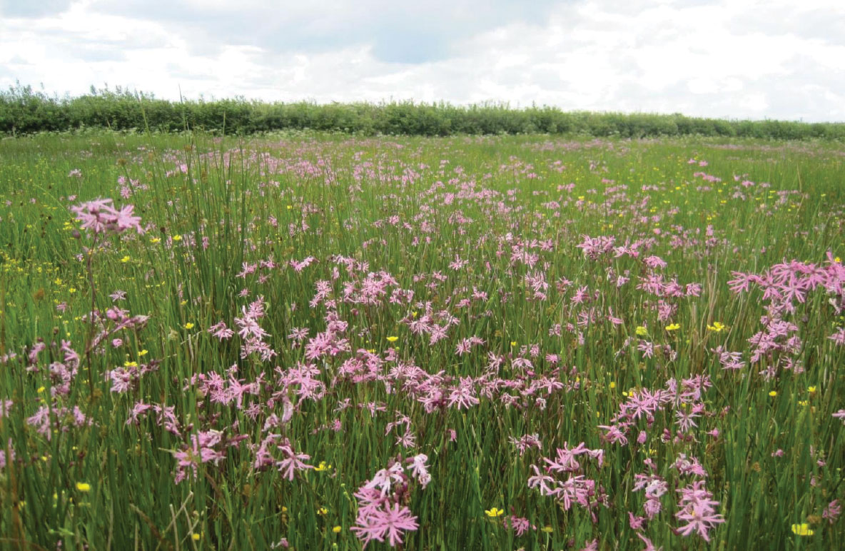 Hatherleigh Moor. Photo: Devon Wildlife Trust